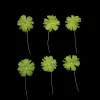 BRIDAL FLORAL HP SMALL LIME