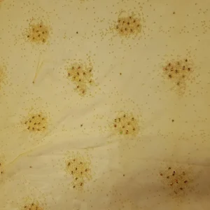 MESH GLUED-STONE YELLOW