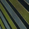 SLKOP-OG-2.webp SILK ORGANZA STRIPE OLIVE AND GREY