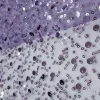 TULEBFSQ-LIL-2.webp TULLE BEADED AND FULL SEQUINS LILAC