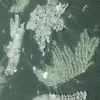 TULLE SEQUINS AND BEADS LEAF IVORY